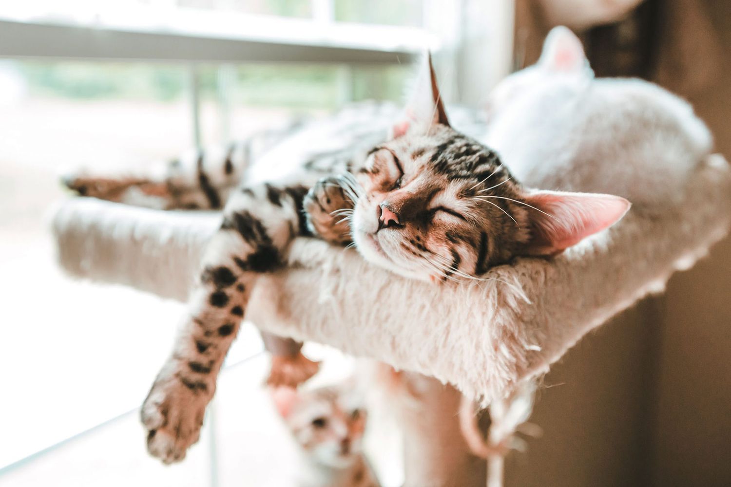 Why Do Cats Sleep So Much? Here Are 7 Reasons