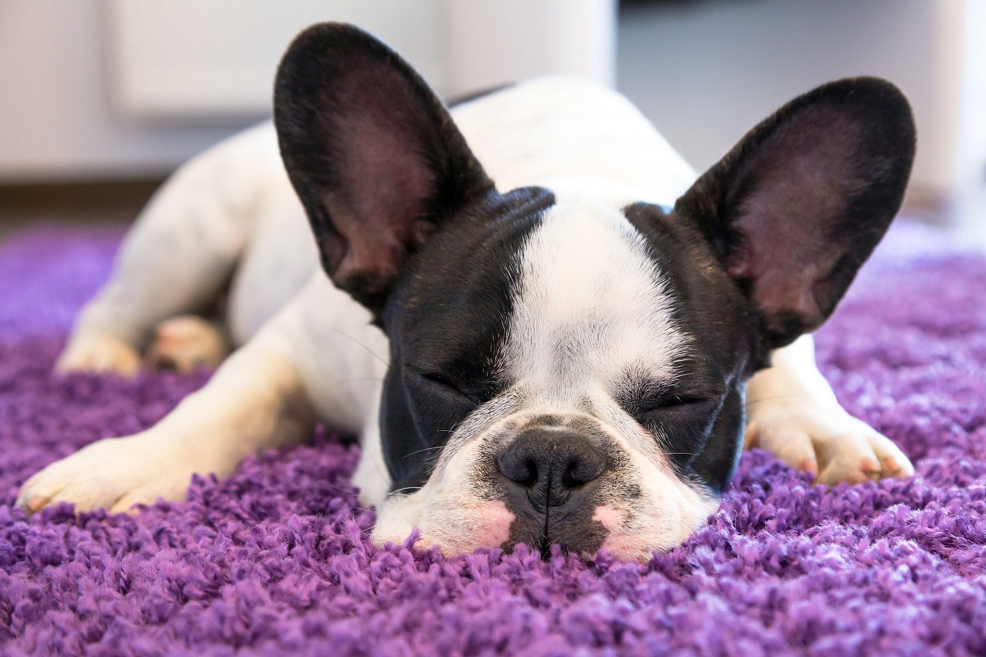Identifying When Your Dog Needs an Ear Cleaning