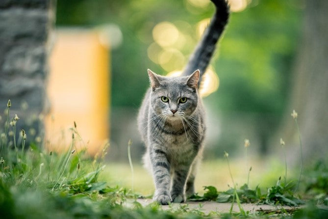 5 Tips for Letting Cats Outside for the First Time