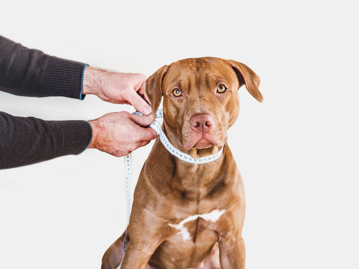 How to Properly Measure Your Dog for a Harness