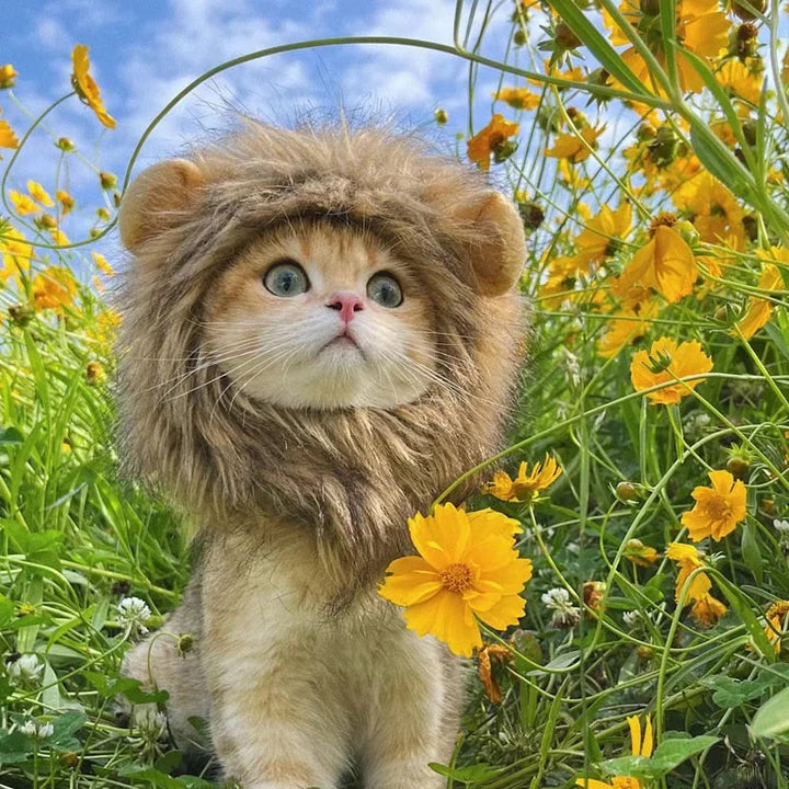 Cute Lion