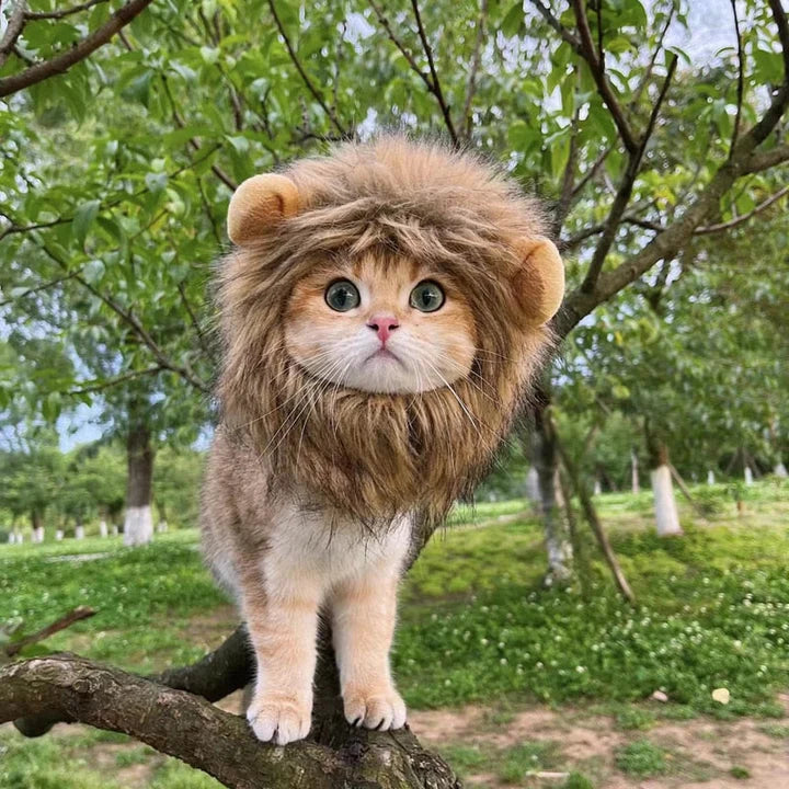 Cute Lion