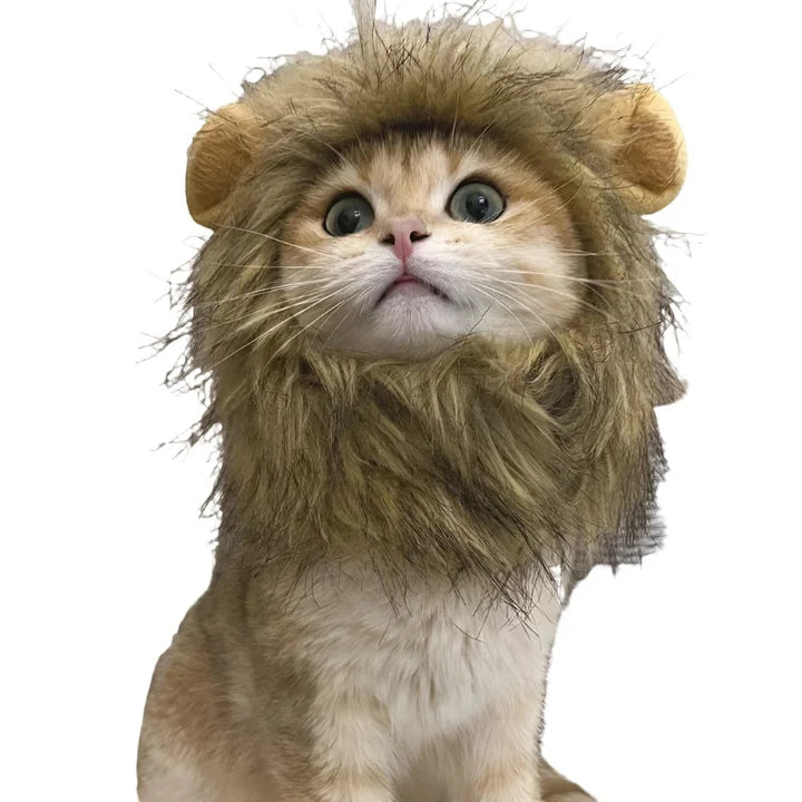 Cute Lion