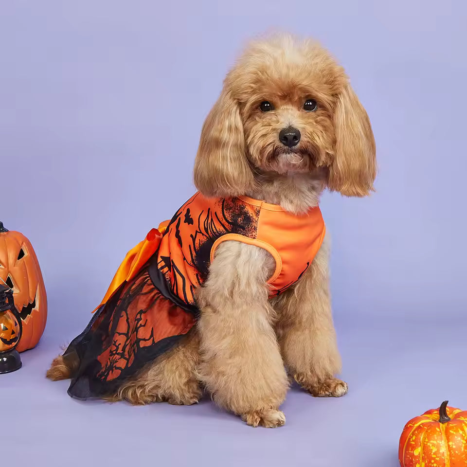 Dress Costume