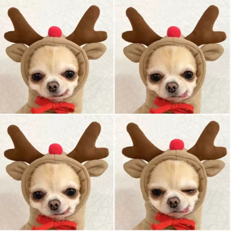Dogs Costume